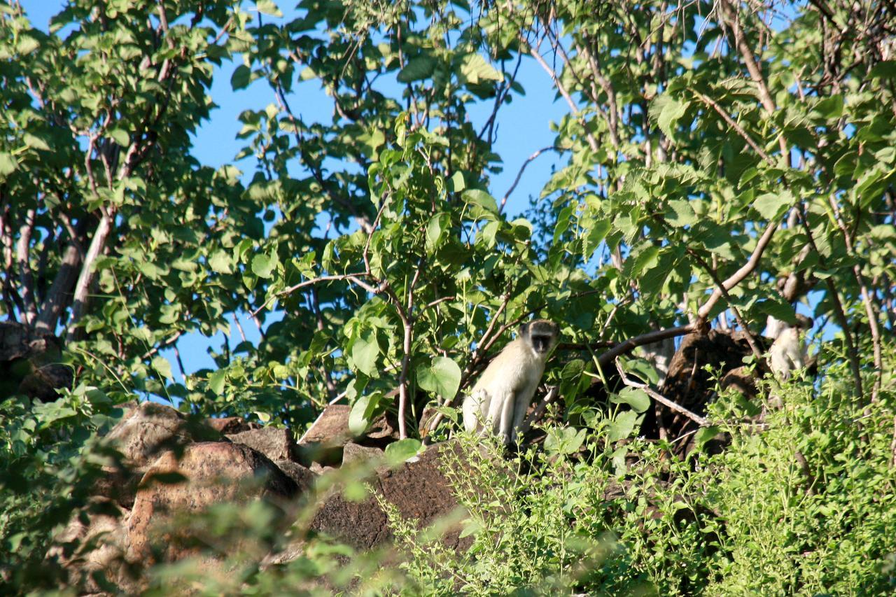 Ghaub Nature Reserve & Farm - One Namibia Grootfontein Bagian luar foto